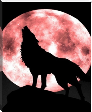 Howl by Brieanna Boyce (e reading malayalam books txt) 📕 - American Library Books 📚 Read (28910) Books Online Free
